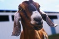 Brown Goat in farm in spring time Royalty Free Stock Photo