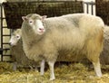 DOLLY THE CLONED SHEEP in the world Royalty Free Stock Photo