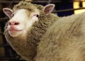 DOLLY THE CLONED SHEEP in the world Royalty Free Stock Photo