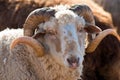 Ram Portrait Royalty Free Stock Photo