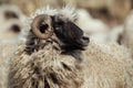 Ram Portrait Closeup Royalty Free Stock Photo