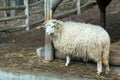 Ram or rammer, male of sheep Royalty Free Stock Photo