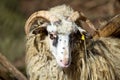 Ram or rammer, male of sheep Royalty Free Stock Photo