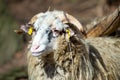 Ram or rammer, male of sheep Royalty Free Stock Photo