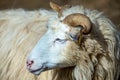 Ram or rammer, male of sheep Royalty Free Stock Photo