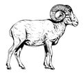 Ram Sheep farm side view hand drawn sketch Vector illustration Cattle Royalty Free Stock Photo