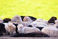 Ram, sheep lying on the grass Royalty Free Stock Photo