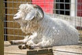 Ram sheep stall Royalty Free Stock Photo
