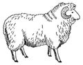 Ram sketch. Sheep drawing. Hand drawn animal