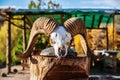 Ram skull with horns on a wooden block