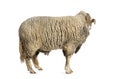 Ram Sopravissana sheep looking back with big horns, isolated on white Royalty Free Stock Photo