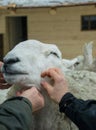 Ram in the stall of a wooden barn. Farm in Scotland