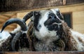 Ram in the stall of a wooden barn. Farm in Scotland. Sheep of st Jacob