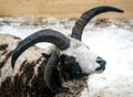 Ram in the stall of a wooden barn. Farm in Scotland. Sheep of st Jacob