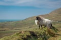 Ram Standing On Side of Mountain Overlooking Fields of Clare Island