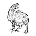 Ram standing side view. Ink black and white doodle drawing in woodcut outline style. Vector illustration Royalty Free Stock Photo