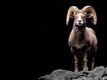 A ram standing on top of a rock on a black background Royalty Free Stock Photo