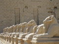 Ram statues at Karnak Temple, Luxor / Egypt Royalty Free Stock Photo