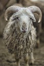 The ram in Upper Shimshal 5600m live even in summer in winter conditions full of snow and temperatures that drop to -15, -20 deg