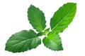 Rama tulsi leaves o.tenuiflorum, paths Royalty Free Stock Photo