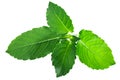 Rama tulsi leaves o.tenuiflorum, paths Royalty Free Stock Photo