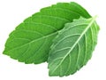 Rama tulsi leaves Ocimum tenuiflorum foliage isolated, top view