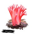 Ramaria araiospora or red coral mushroom closeup digital art illustration. Pink boletus that grows on corals in sea or ocean. Royalty Free Stock Photo