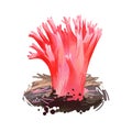 Ramaria araiospora or red coral mushroom closeup digital art illustration. Pink boletus that grows on corals in sea or Royalty Free Stock Photo