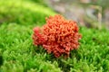 Ramaria botrytis mushroom Royalty Free Stock Photo