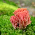 Ramaria botrytis mushroom Royalty Free Stock Photo