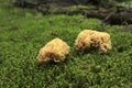 Ramaria botrytis mushroom in the coniferous forest in autumn season surrounded by green moss and forest. Royalty Free Stock Photo