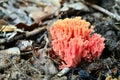 Ramaria botrytis mushroom