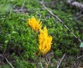 Ramaria botrytis mushrooms in the forest moss Royalty Free Stock Photo