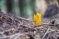 Ramaria flava, beautiful clavaria, handsome clavaria, yellow-tipped- or pink coral fungus Royalty Free Stock Photo