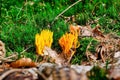 Ramaria flava, beautiful clavaria, handsome clavaria, yellow-tipped