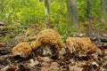 Ramaria flava fungus Royalty Free Stock Photo