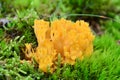 Ramaria flava mushroom