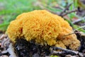 Ramaria flava mushroom