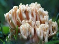 Ramaria flava mushroom in the forest