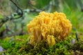Ramaria flava mushroom. Yellow coral fungi at the foresst
