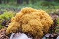 Ramaria flava mushroom. Yellow coral fungi at the foresst