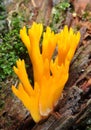 Ramaria Formosa Royalty Free Stock Photo