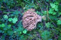 Ramaria formosa. Clavaria mushroom among the moss in coniferous forest.