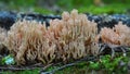 Ramaria formosa mushroom Royalty Free Stock Photo