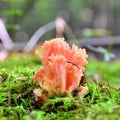 Ramaria formosa mushroom