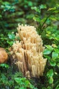 Ramaria formosa mushroom in a nordic forest Royalty Free Stock Photo