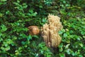 Ramaria formosa mushroom in a nordic forest Royalty Free Stock Photo