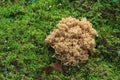 Ramaria formosa mushroom in a nordic forest