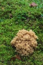 Ramaria formosa mushroom in a nordic forest Royalty Free Stock Photo