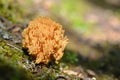 Ramaria formosa mushroom Royalty Free Stock Photo